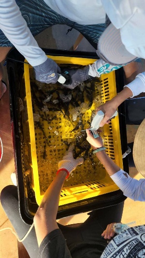 標識放流可進行追蹤，了解放流物種是否適應環境。（業者提供）